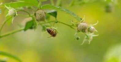 Effective methods for treating varicos