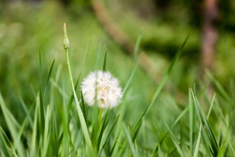 Dandelion - a folk remedy for the treatment of varicose veins